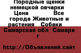 Породные щенки немецкой овчарки › Цена ­ 24 000 - Все города Животные и растения » Собаки   . Самарская обл.,Самара г.
